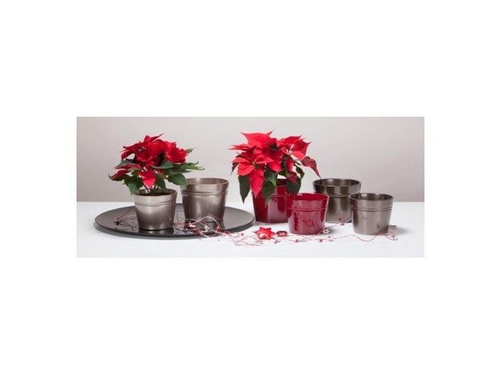Osłonka Scheurich 862 Dark Red 15