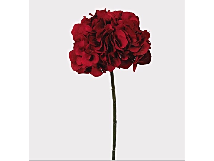 Hortensja Red Elegant 47 cm