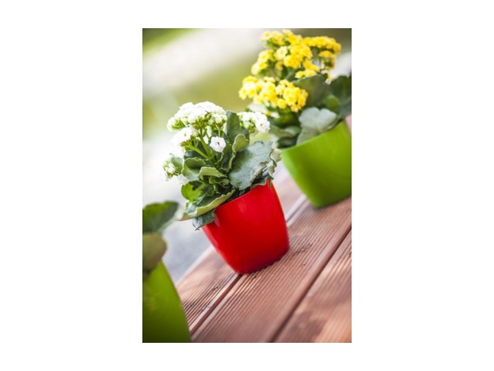 DONICZKA AGA 16cm KREM GALICJA