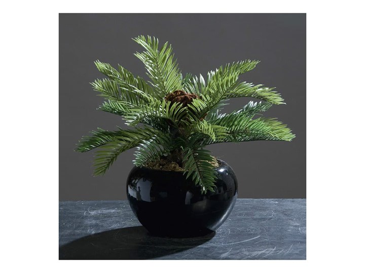 Cykas w Porcelanowej Doniczce 28 cm