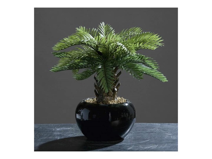 Cykas w Porcelanowej Donicy 32 cm