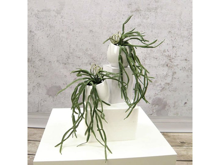 Kaktus Rhipsalis Gruby - Produkt Premium