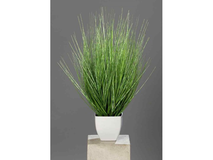 Miskant - Trawa Zebra 60 cm - białozielona (California)