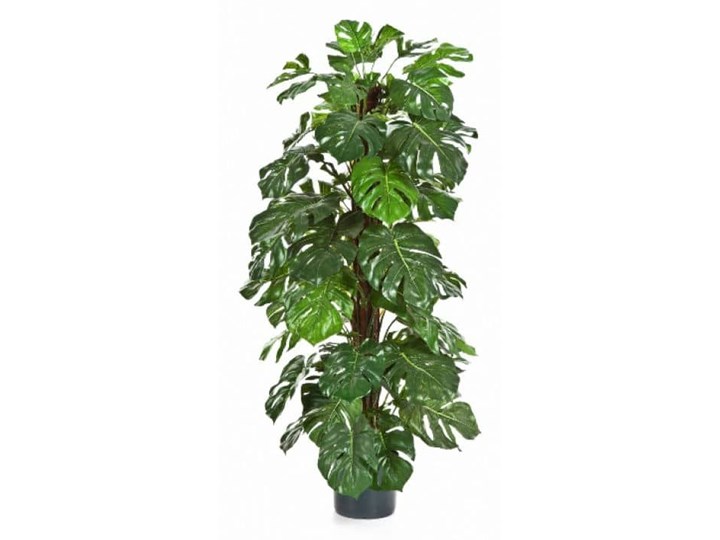 Filodendron - Monstera 120 cm