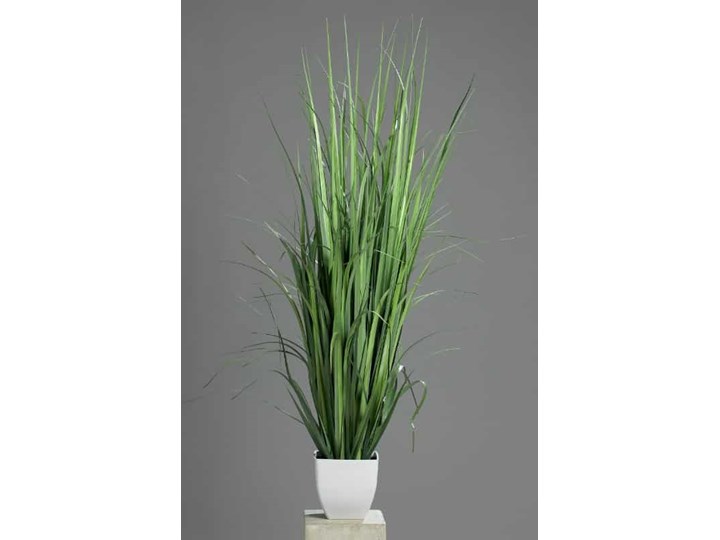 Trawa Tatarak 86 cm