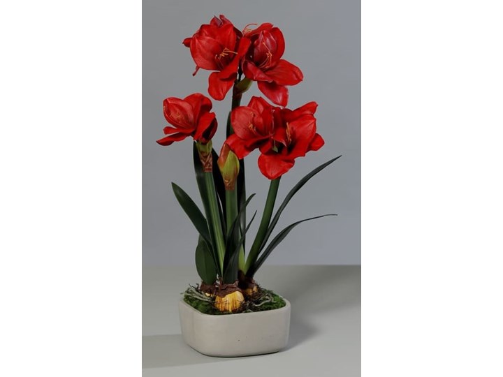 Czerwony Amarylis 3 Kwiaty Doniczka Cementowa 66 cm