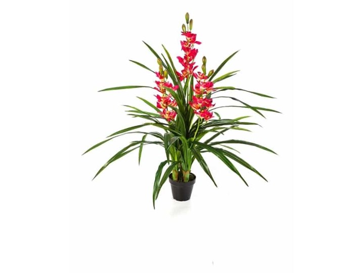 Orchidea - Storczyk Cymbidium - różowy