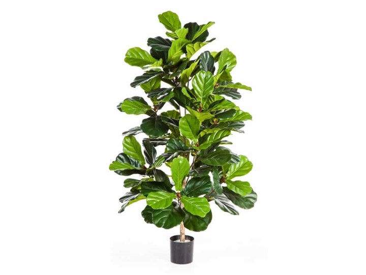 Fikus Lirolistny - Lyrata 130 cm