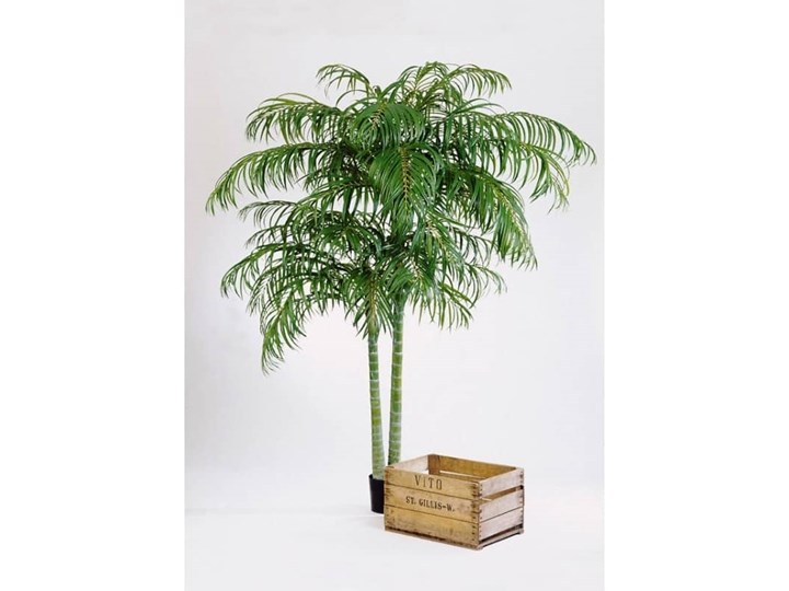 Palma Areka - Produkt Premium - 240cm