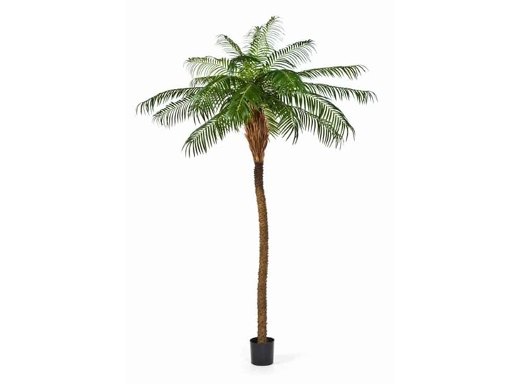 Palma Feniks - Daktylowiec Kanaryjski - Produkt Premium - 280cm