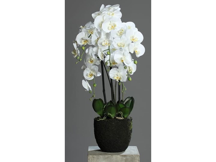 Storczyk Orchidea w Sztucznej Ziemi 85 cm