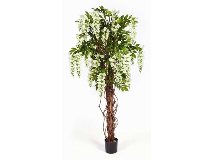 Wisteria Glicynia 180cm kremowa