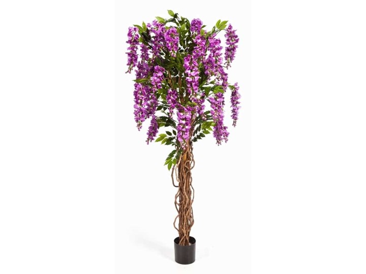 Wisteria Glicynia 180cm fiolet