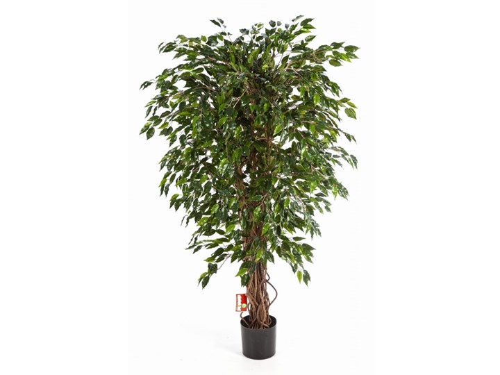 Fikus Hawaiian Liana - 90cm, biało-zielony