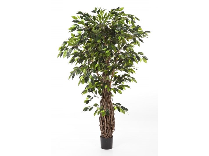 Fikus Liana- Produkt Premium - 210cm
