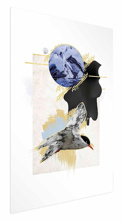 Plakat Rybitwa antarktyczna 90x60 cm