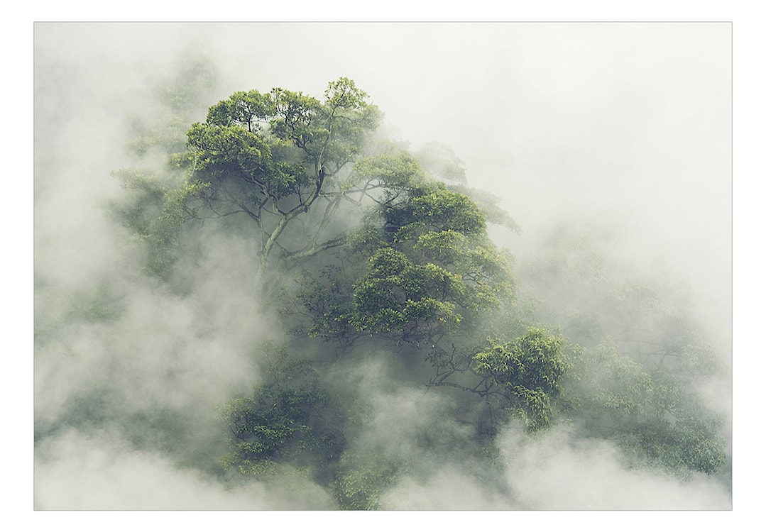 Fototapeta Mglista Amazonia 400x280 cm 