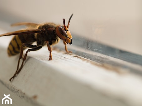 Aranżacje wnętrz - : - Baska.W. Przeglądaj, dodawaj i zapisuj najlepsze zdjęcia, pomysły i inspiracje designerskie. W bazie mamy już prawie milion fotografii!