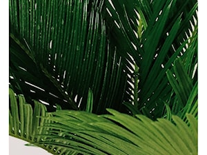 Sagowiec - minimalistyczna roślinna - zdjęcie od Nature Concept
