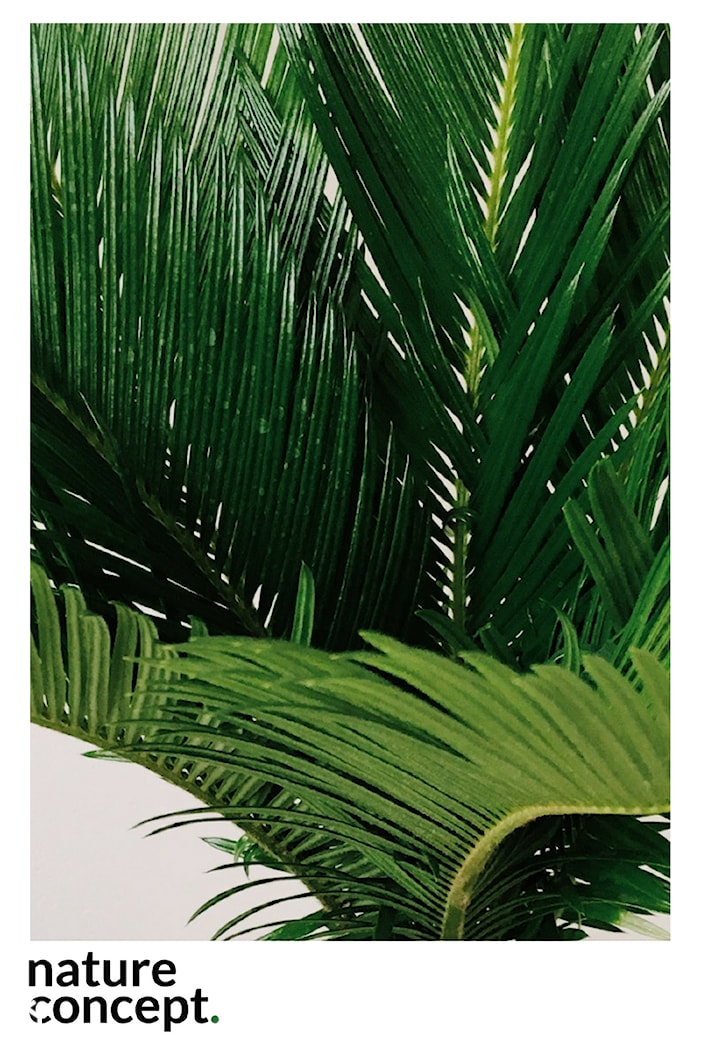 Sagowiec - minimalistyczna roślinna - zdjęcie od Nature Concept - Homebook