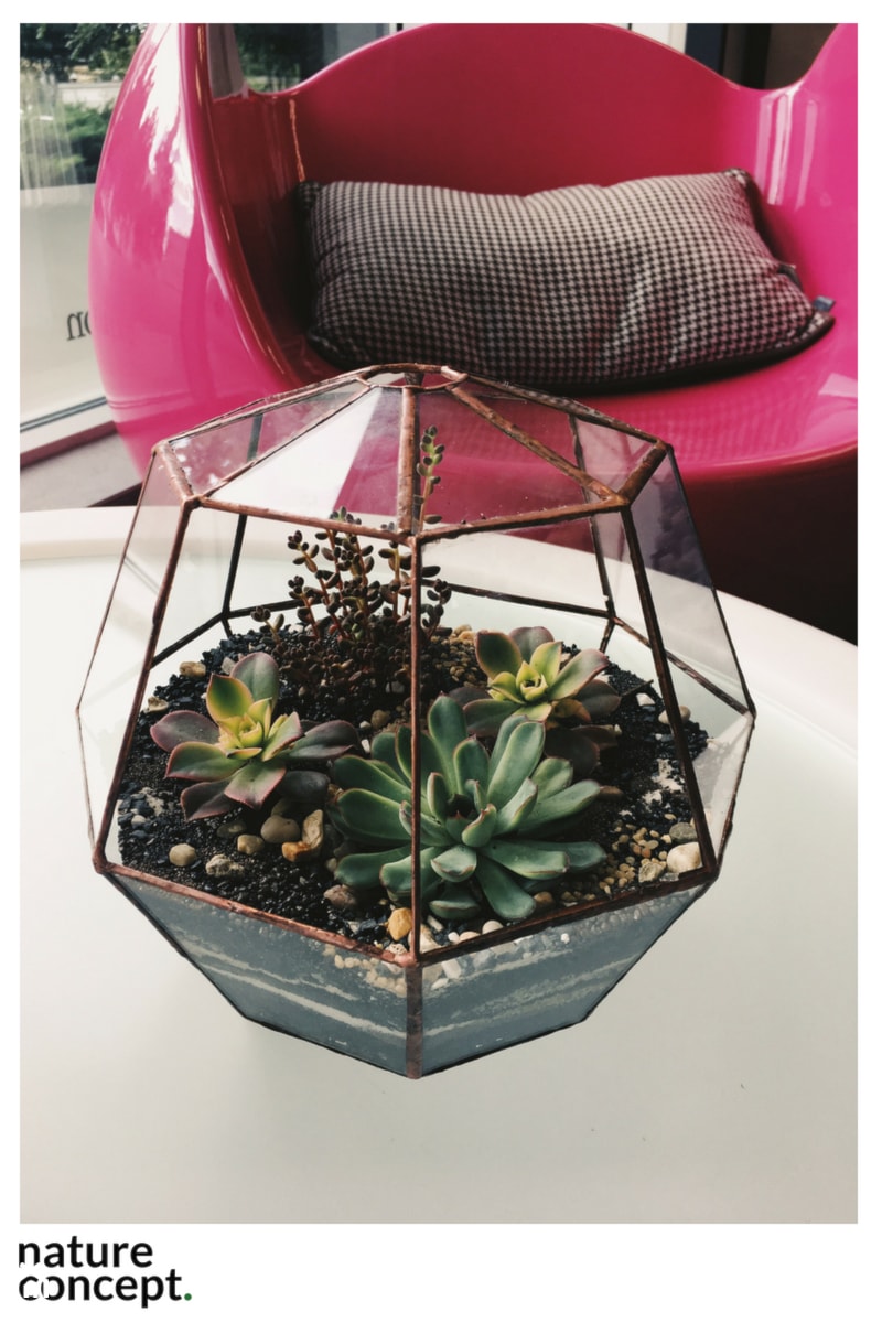 Terrarium dla sukulentów - zdjęcie od Nature Concept