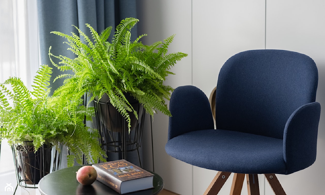 paproć - roślina oczyszczająca powietrze w domu