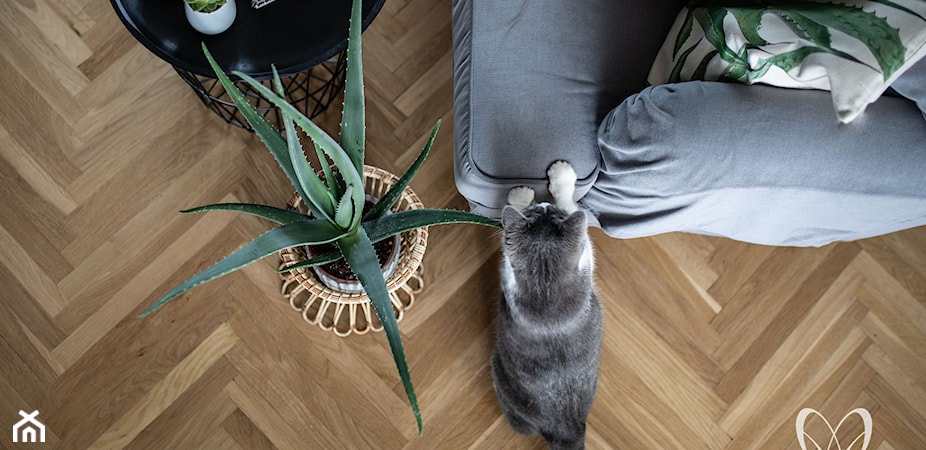 Rośliny trujące dla kota – lista kwiatów, które szkodzą domowym pupilom