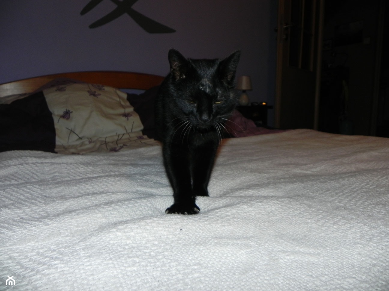 kotek w łóżku - zdjęcie od Joanna Machnowska - Homebook