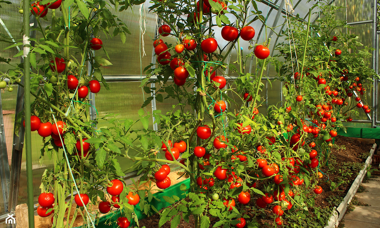 kiedy sadzic pomidory w szklarni