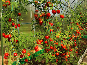 Ogród warzywny – jak zaplanować ogród warzywny?