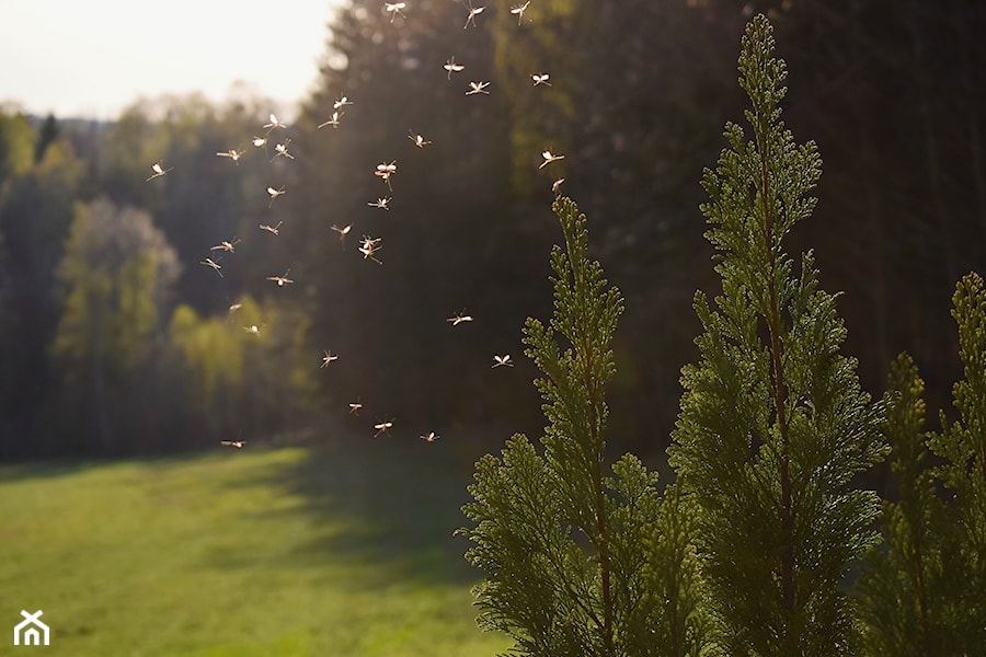 - zdjęcie od Inspiracje Dom i Ogród