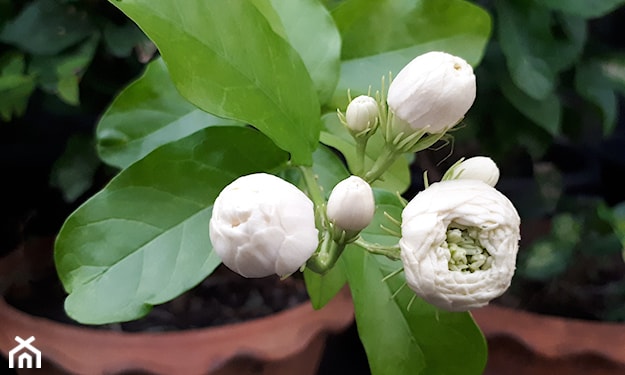 kwiat doniczkowy kwitnacy na bialo