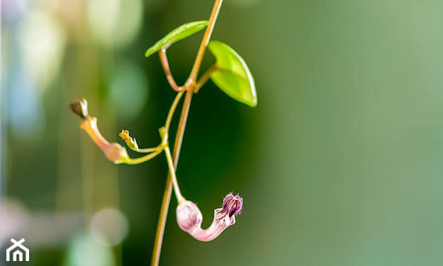 kwiaty ceropegia woodii
