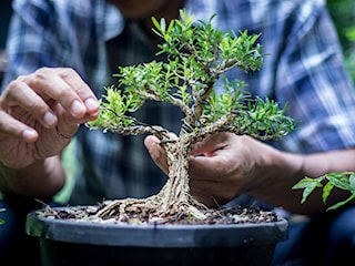 Drzewko bonsai – hodowla bonsai od podstaw