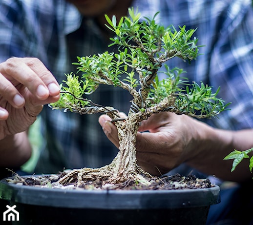 Drzewko bonsai – hodowla bonsai od podstaw