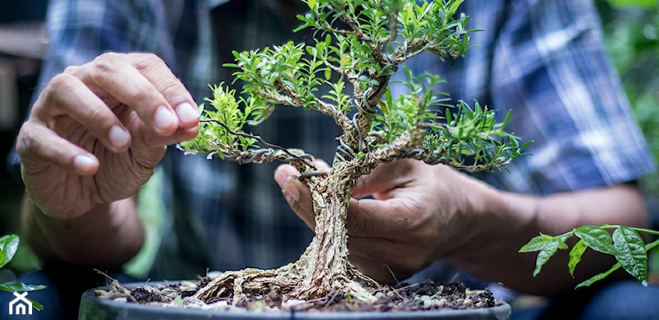 Drzewko bonsai – hodowla bonsai od podstaw