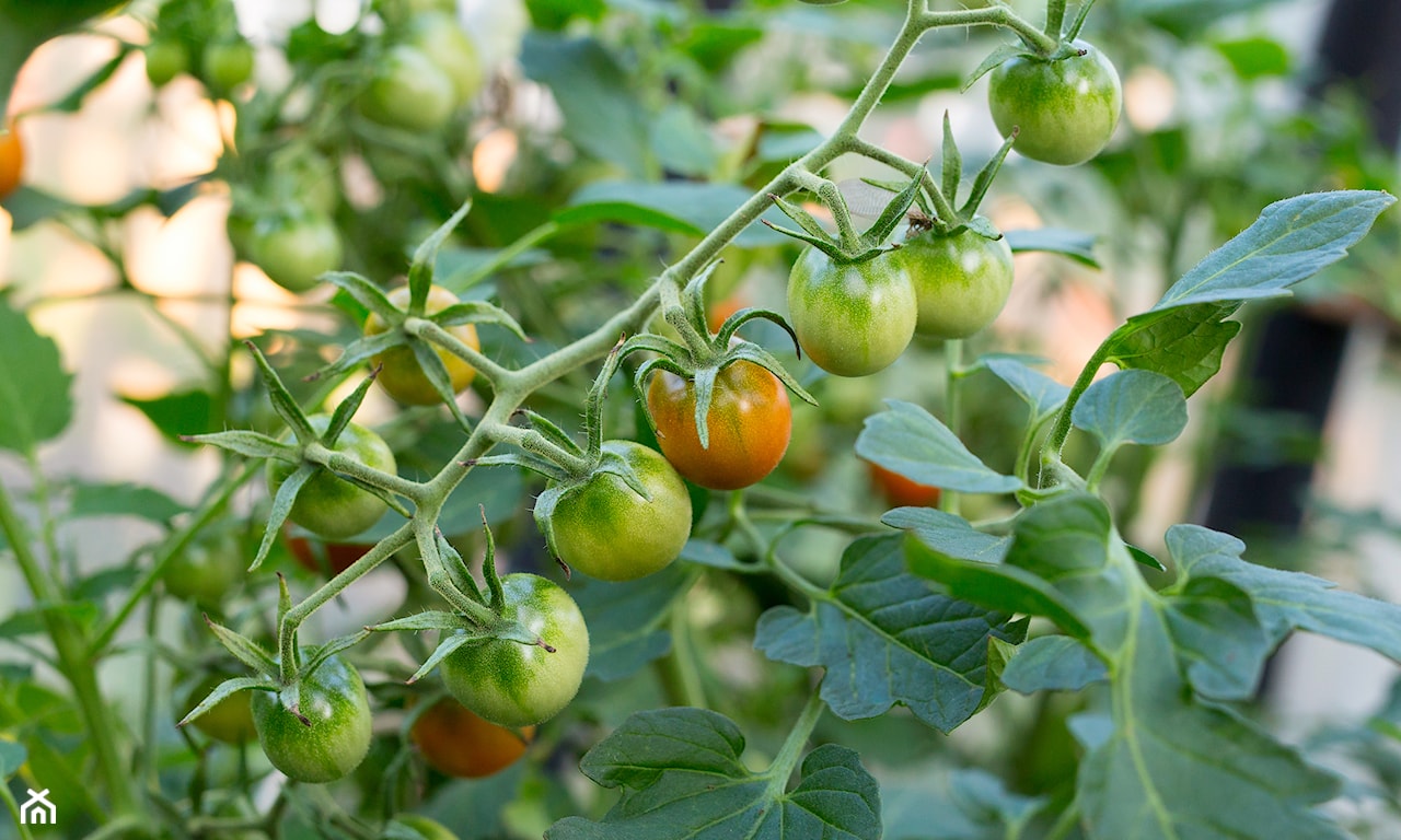 uprawa pomidorow