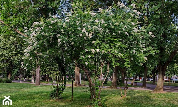 drzewko ozdobne do ogrodu z białymi kwiatami