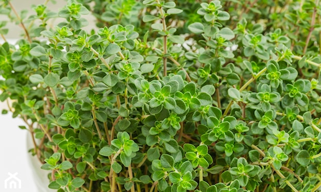 tymianek cytrusowy, thymus citriodorus