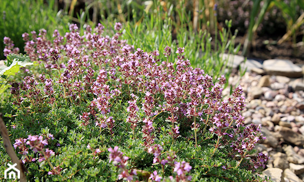 tymianek wąskolistny, thymus serpyllum