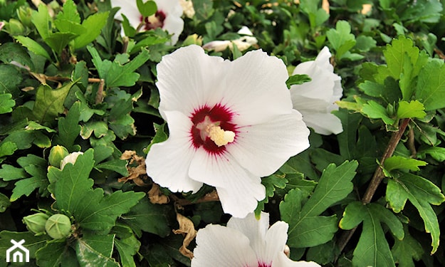 biały hibiskus