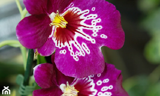 miltonia storczyk uprawa