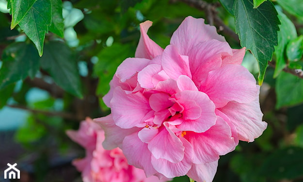 różowy hibiskus