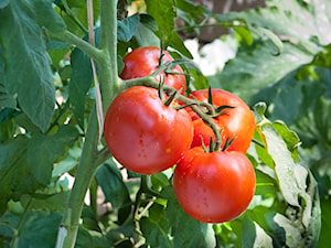 Sadzenie pomidorów – kiedy i jak sadzić pomidory?