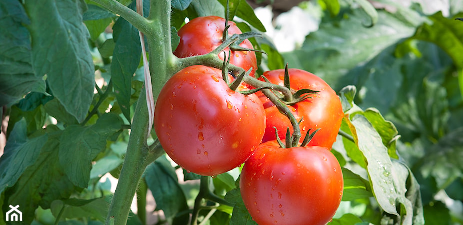 Sadzenie pomidorów – kiedy i jak sadzić pomidory?
