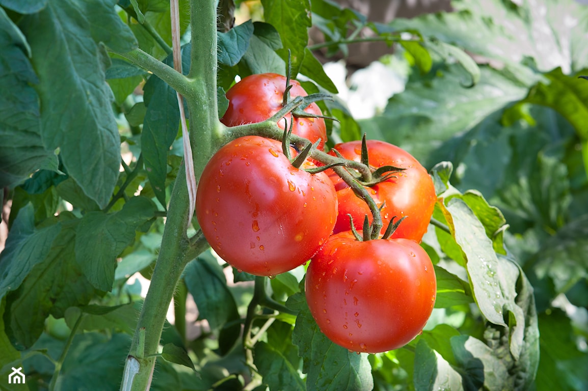 sadzenie pomidorow
