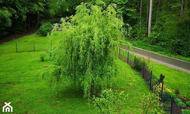 ozdobne drzewa liściaste do ogrodu