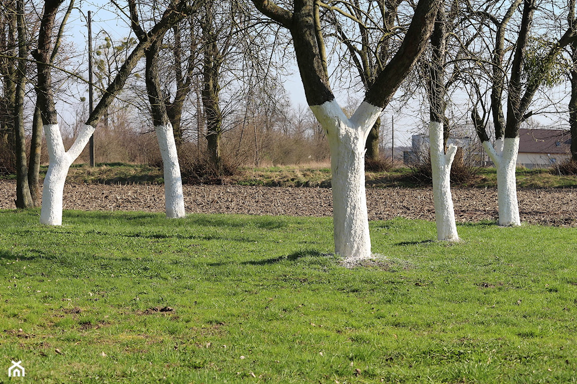 bielenie drzew