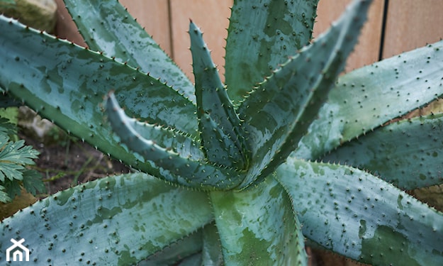 aloes uzbrojony 