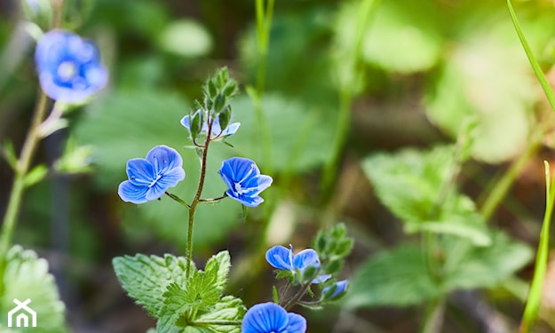 niebieskie kwiaty letnie